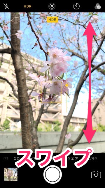 iPhoneの標準カメラで桜を綺麗に撮るコツ。お花見で桜の写真を綺麗に撮る方法。