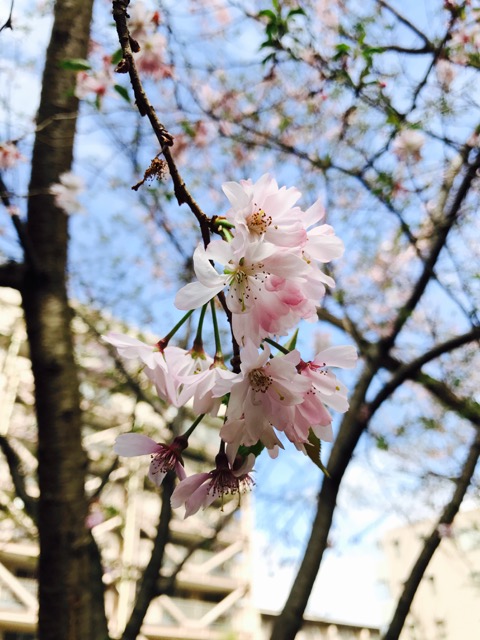 iPhoneの標準カメラで桜を綺麗に撮るコツ。お花見で桜の写真を綺麗に撮る方法。