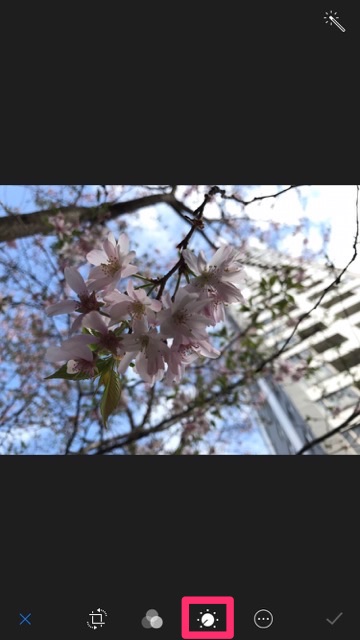 iPhoneの標準カメラで桜を綺麗に撮るコツ。お花見で桜の写真を綺麗に撮る方法。