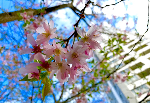 iPhoneの標準カメラで桜を綺麗に撮るコツ。お花見で桜の写真を綺麗に撮る方法。