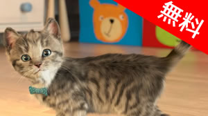 250円 無料 子猫と遊ぶ 小さな子猫 が今週のappで無料に Appbank 250円 無料 子猫と遊ぶ 小さな子猫 が今週のappで無料に Appbank