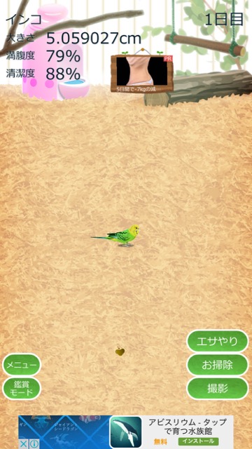 【オウム・インコの日】鳥好き必見! インコをゆるく育てるアプリが癒し- 6