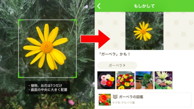 Iphone 花や植物の名前が調べられる検索アプリ7選 Appbank