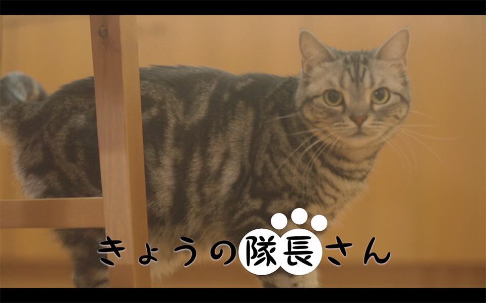 nekodouga6