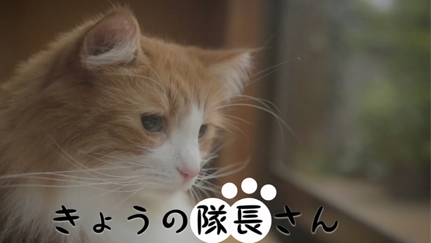 【スクスト】実際のネコが登場する動画公開! 花澤 香菜、杏橋 天音もナレーションとして参加