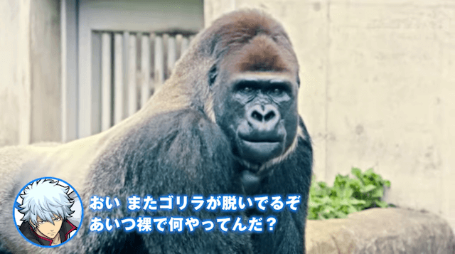 モンスト攻略銀魂特設サイト近藤勲協力プレイ篇PV