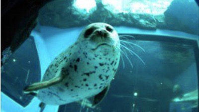 【神クーポン】旅行やレジャーのお得な味方。動物園から温泉、クルーズ、工場見学まで割引!