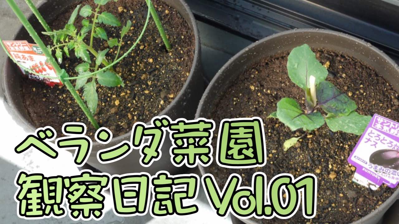 【新連載】ど素人がベランダで野菜を育てる!「必要なものと苗植え」編【トマトとナスの成長記録】