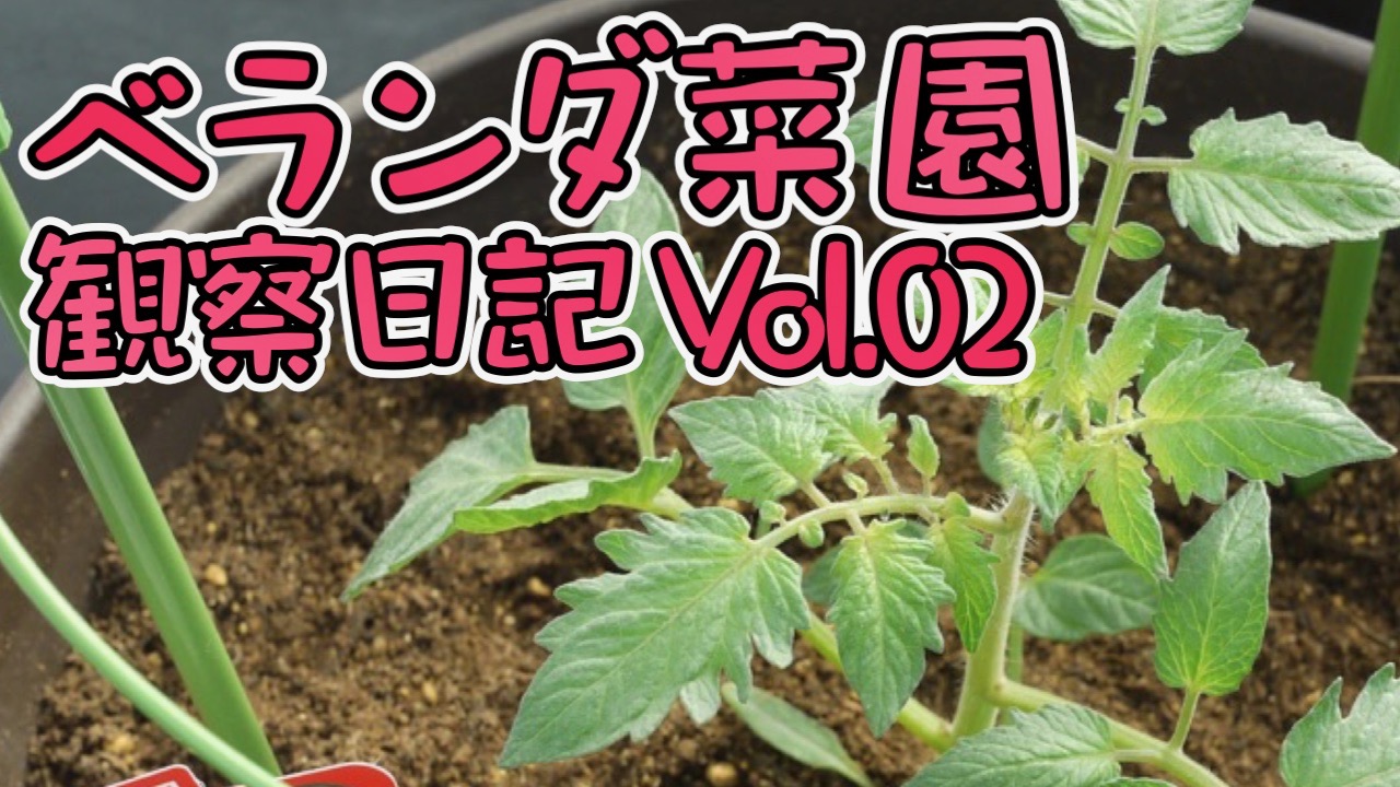 ベランダ菜園日記♯2 収穫できるミニトマトとナスを食べてみた!