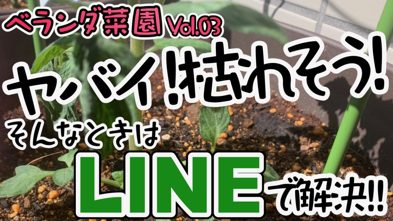 ヤバい! 枯れそう!? ベランダ菜園で困ったらLINEでプロに聞いてみよう! 【ベランダ菜園日記♯3】