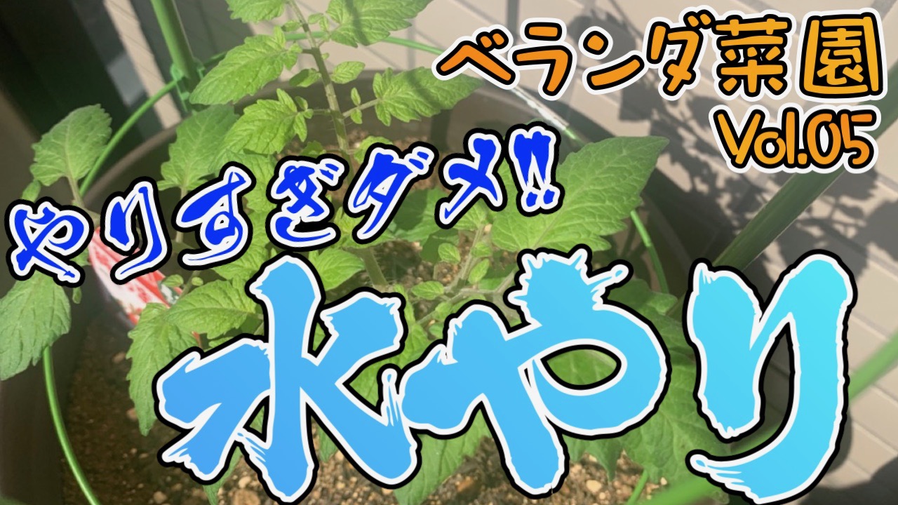 やりすぎ注意! ミニトマトとナスの「水やり」について ベランダ菜園日記＃5