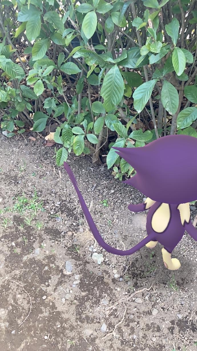 ポケモンgo このポケモンだーれだ 猫の日がテーマのar写真クイズ Appbank