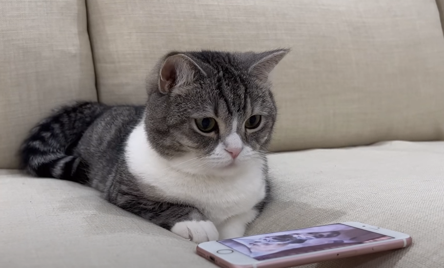 もちまる弟妹のお迎え先を発表 飼い主の下僕さんが多頭飼育をしない理由は Appbank