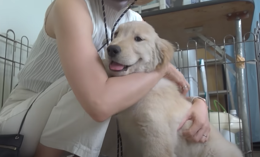 ジョイ家がゴールデンレトリバーのマックスくんをお迎え 気になるジョイの反応は Appbank