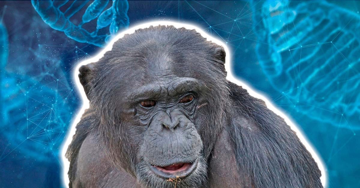 チンパンジーの知能を「人間レベル」に進化させる驚異の遺伝子とは？