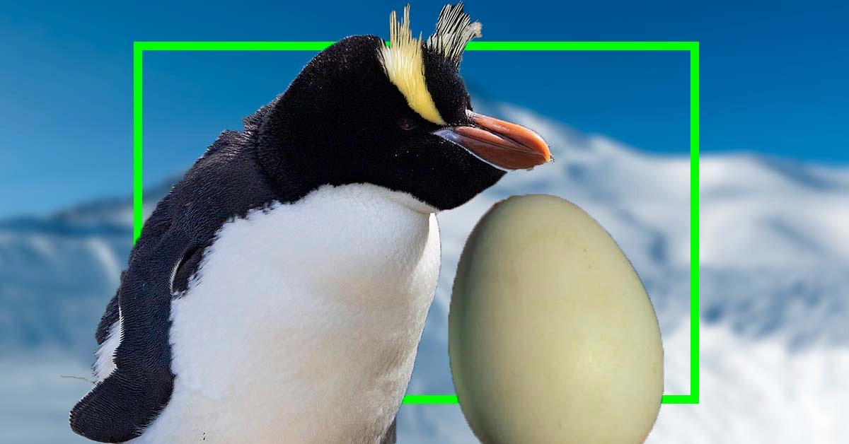 ペンギンが「産んだ卵を捨てる」合理的な理由