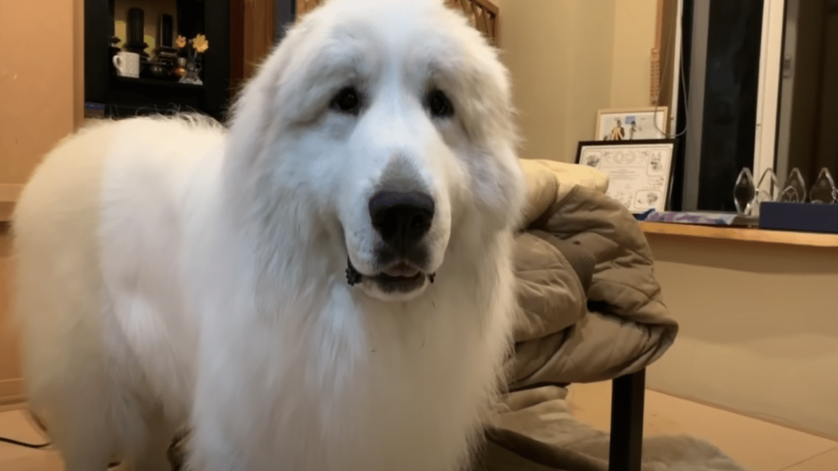 超大型犬グレートピレニーズ 今日のルンルンとアランとベルは何をしてるのかな こたつを片付けないで欲しいアランが可愛い Appbank 超大型犬グレートピレニーズ 今日のルンルンとアランとベルは何をしてるのかな こたつを片付けないで欲しいアランが可愛い Appbank