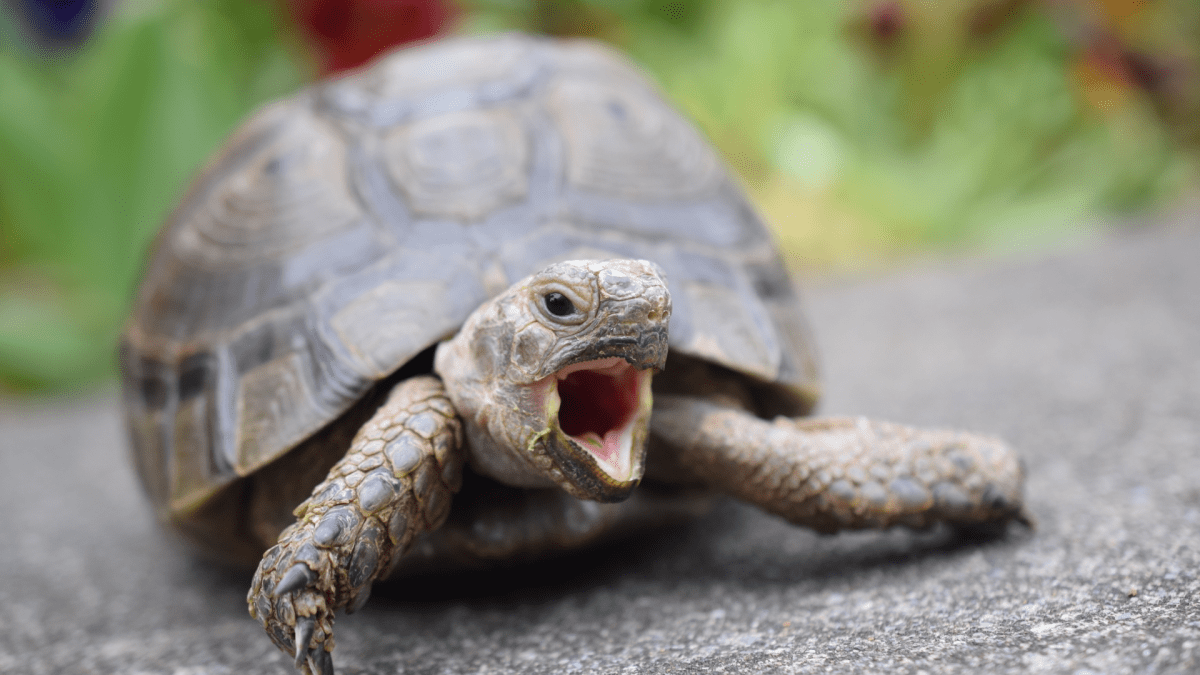 リクガメ飼育者が語る! リクガメの知られざる魅力3選! エサを食べる姿が癒し系すぎる!?