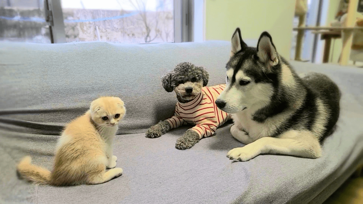 【マジ？】犬と猫は仲良くできるのか!? 果たして結果は・・・？