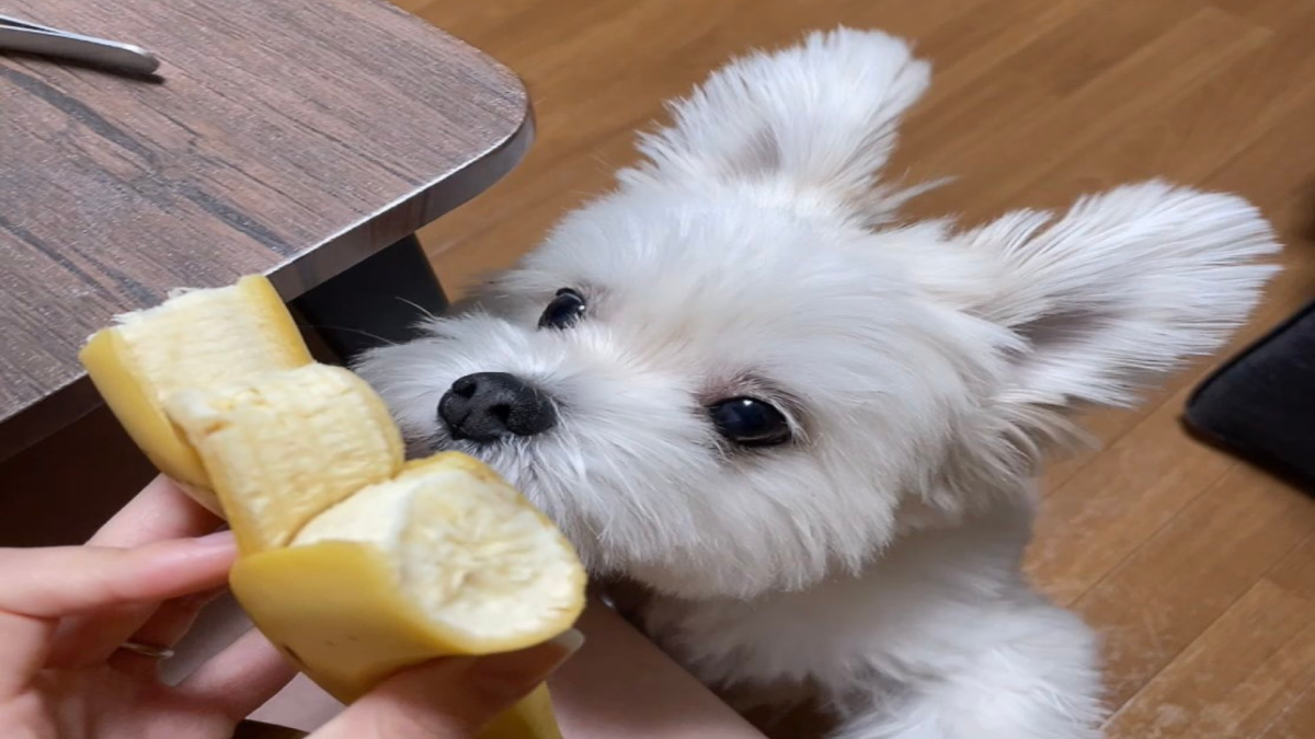 バナナを犬にあげてみたら かわいい姿をキャッチ Twitterとinstagramで思わず釘づけになった癒される投稿をご紹介 Appbank
