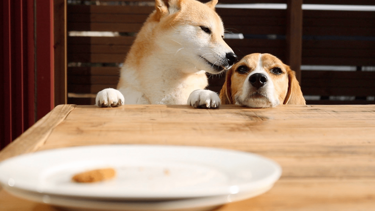 カメムシに震える柴犬と飼い主さんの信頼関係がアツい 繊細なワンちゃんのために手作りしているごはんにも注目 Appbank