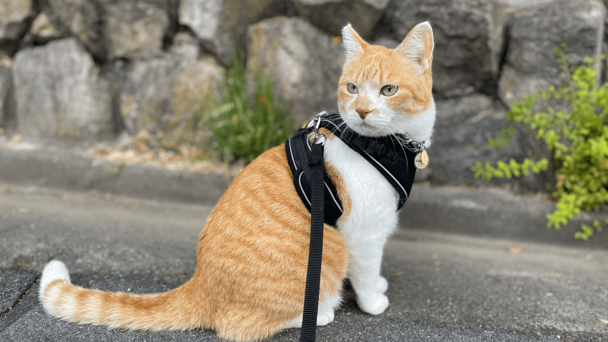 【話題】元野良猫がお散歩する姿が可愛いと話題に!!