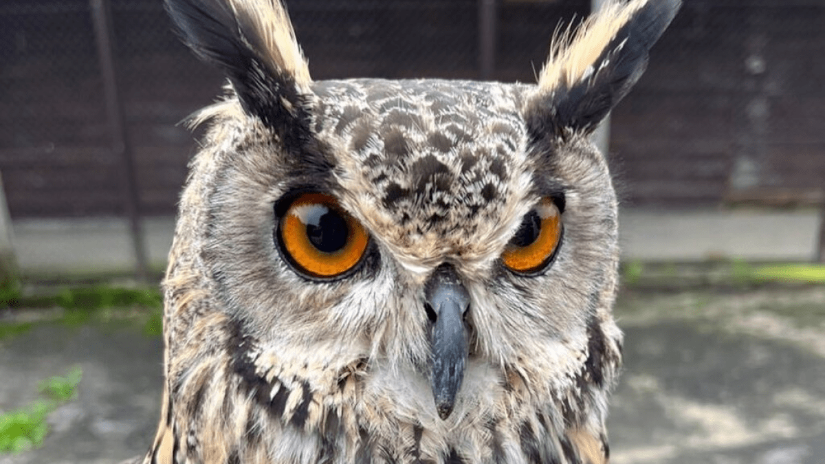 徹底解説】ふっさふさの森の賢者!? 人気急上昇中のフクロウの