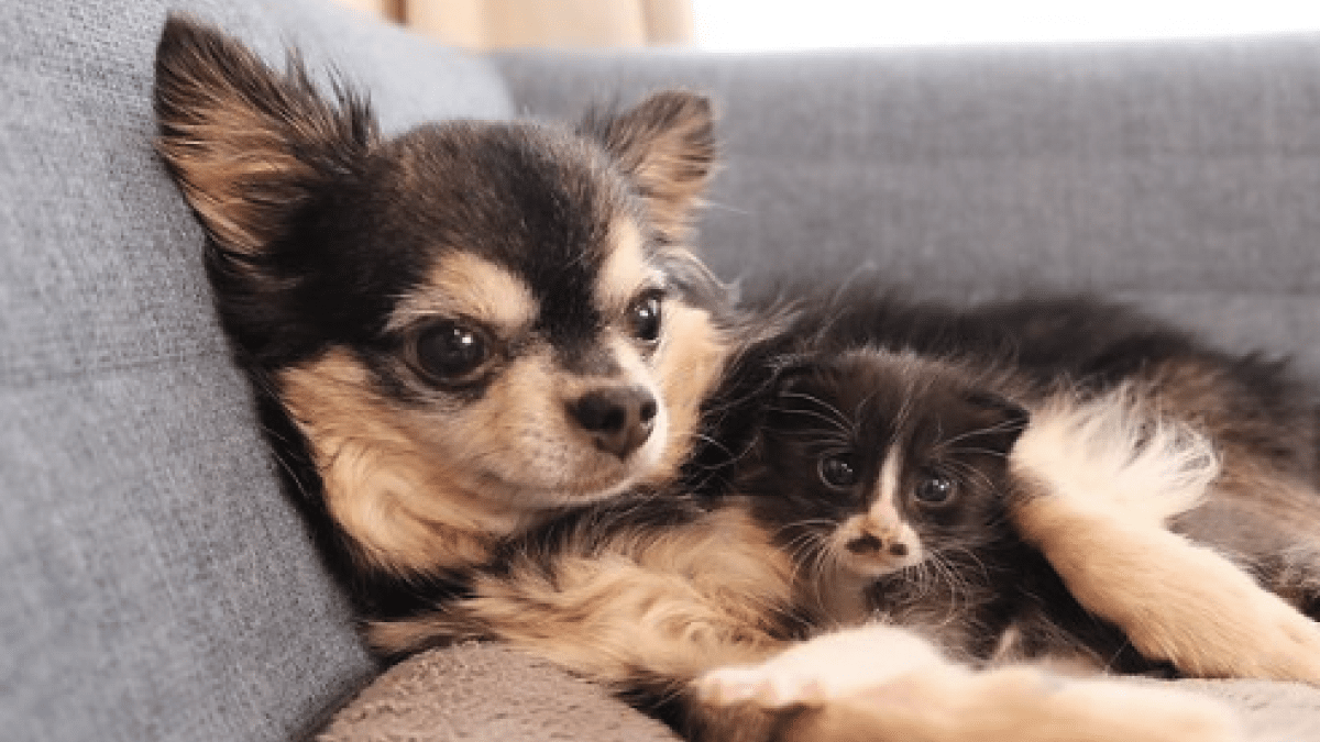 【衝撃】「まだへその緒がついてる…?」まさかの保護猫をお迎え! 先住犬3匹は仔猫を受け入れることができるのか!?
