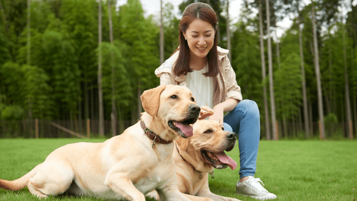 素敵な思い出ができること間違いなし‼︎ 愛犬と一緒に泊まって遊べるドギーズアイランドを紹介します‼︎