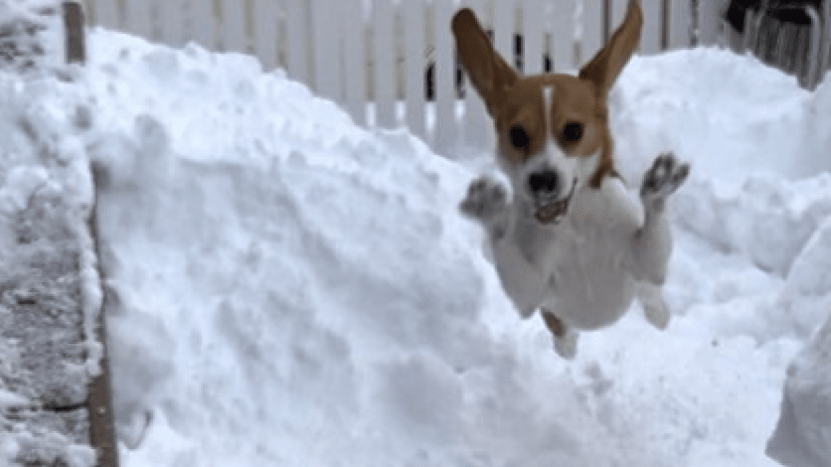 ワンちゃんってやっぱり雪が好き? 雪の中ではしゃぎまわるワンちゃんたちの投稿ご紹介!