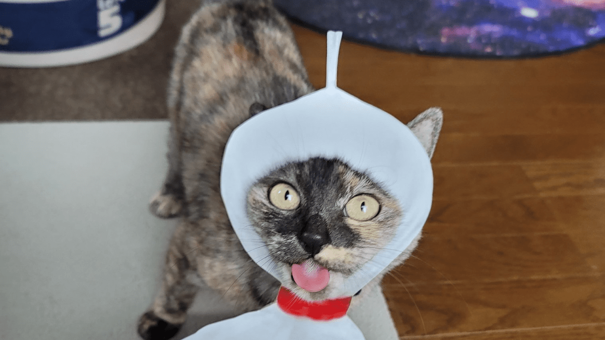 【コスプレ猫】ヘンテコな猫にユニークな顔はめ⁉︎ 色んな表情を見せる猫たちに迫る!