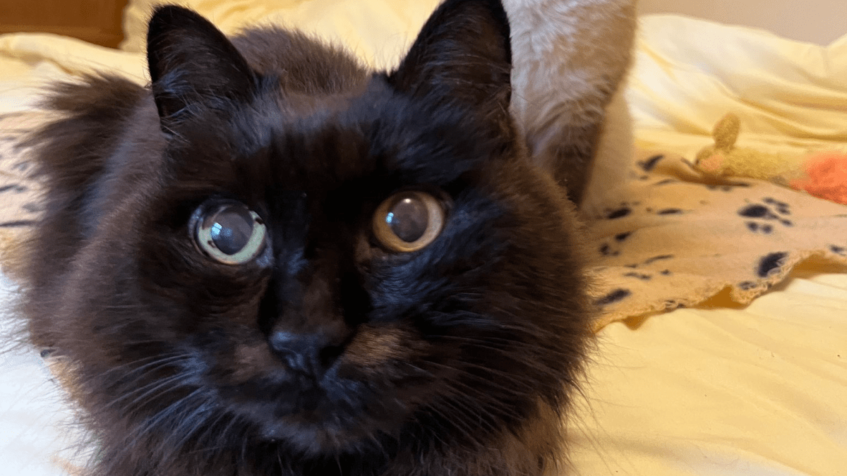 人間の言葉を喋る猫がアメリカにいるって知ってる 猫のしおちゃんを紹介 Appbank 人間の言葉を喋る猫がアメリカにいるって知ってる 猫のしおちゃんを紹介 Appbank