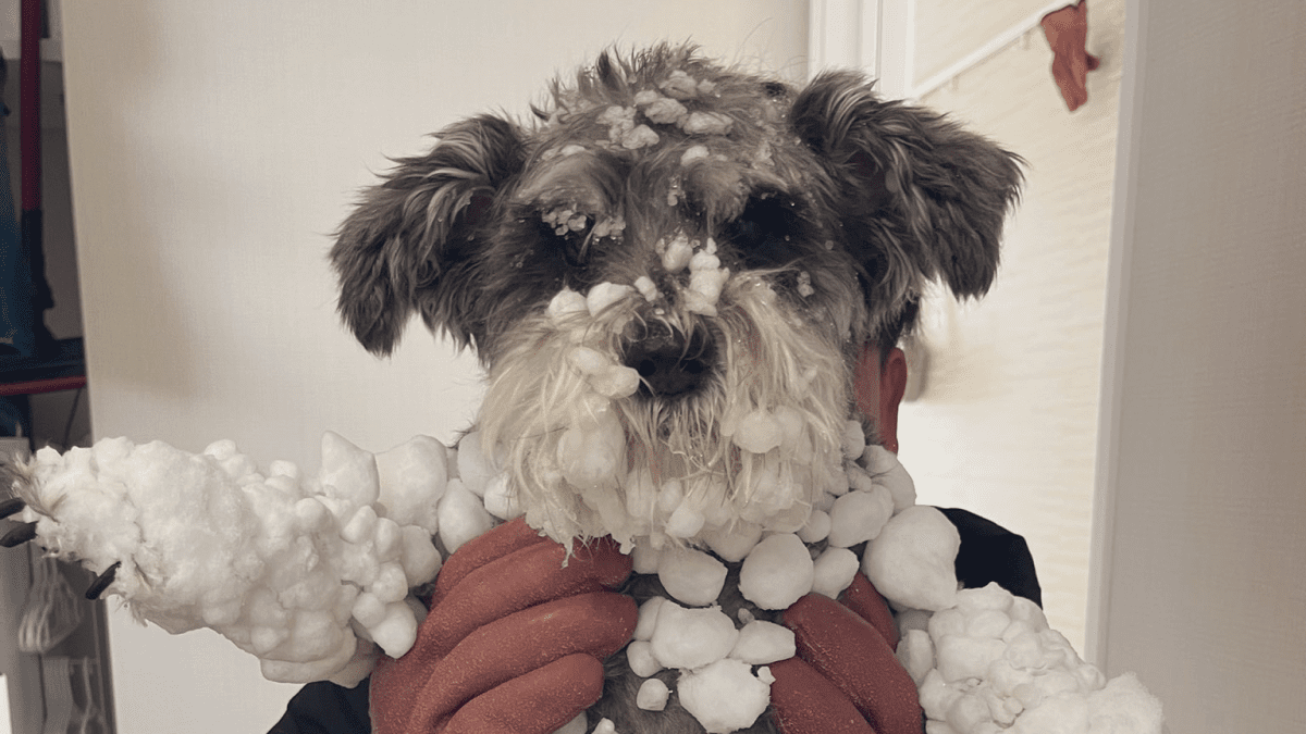 「どうしたのこの雪は!?」ミニチュアシュナウザーが雪にまみれて大変なことに!!