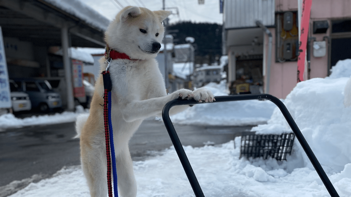 「犬の手も借りたい」の想いが通じて雪かきをお手伝いする秋田犬の優美ちゃんの姿がSNSで大注目‼