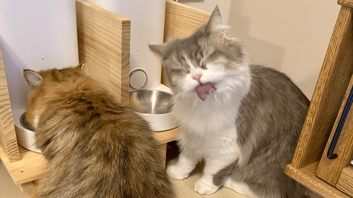 猫「チュール…ウマすぎる…ペロリ」ミヌエットのチュールを食べた後の顔が人間すぎて話題に!