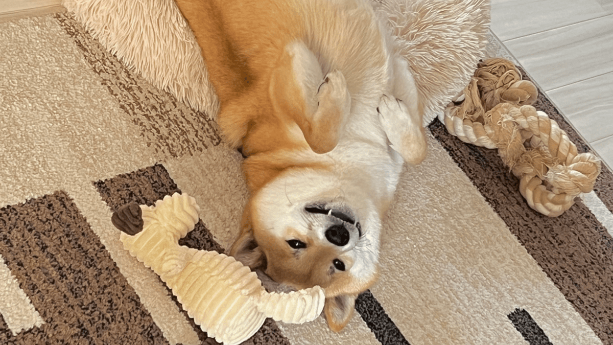 柴犬のふう太くん! スマホ貸してとおねだりする姿が可愛すぎると話題に!