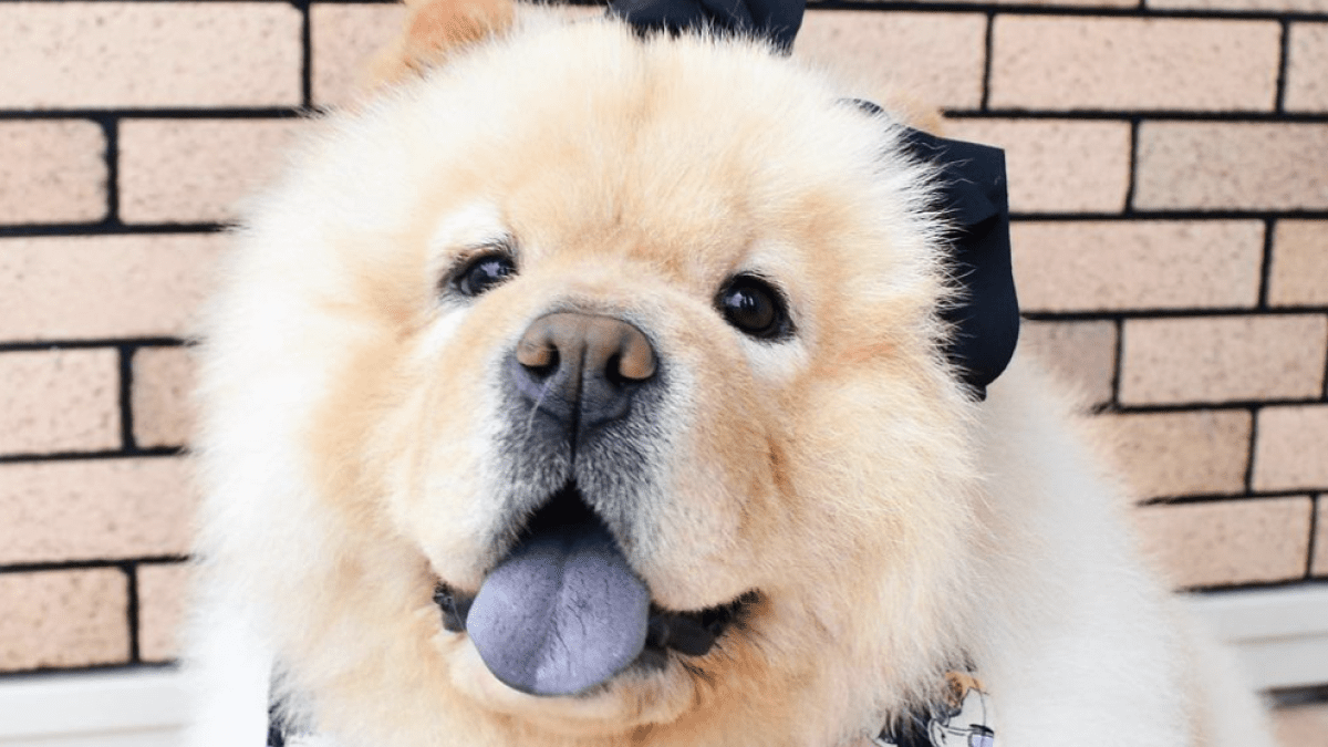 雨の日に散歩に行けない事実を知ったチャウチャウ犬の落ち込む姿が可愛すぎて、多くのファンが虜に!!