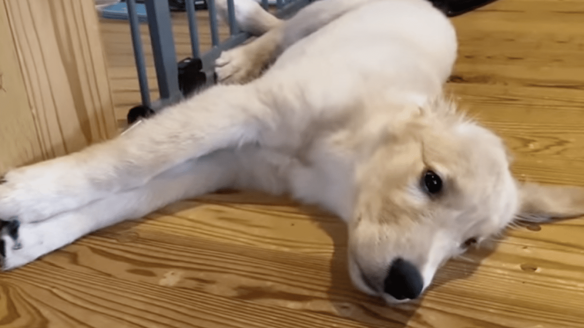 ゴールデンレトリバーの子犬と家族の日常が癒されると話題! FUFU家のYouTubeチャンネル