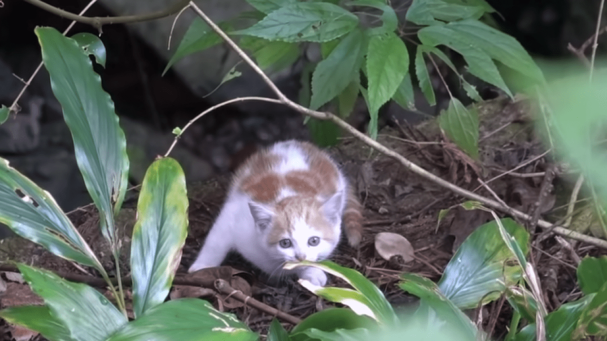 【衝撃】「なんでこんなところに子猫が…?」保護した子猫と大型犬2匹の年末年始とは⁉︎