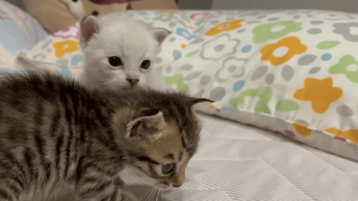 保護猫こはくちゃんとこむぎちゃんの成長が愛おしい!! 柴犬のまるちゃんに救われた小さな命!!