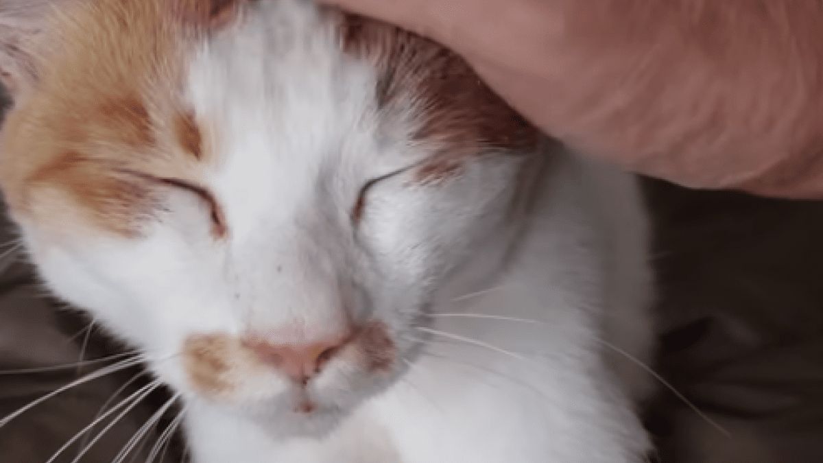 坂上忍さんのYouTubeチャンネル「坂上家のチャンネル」が話題! 25兄弟