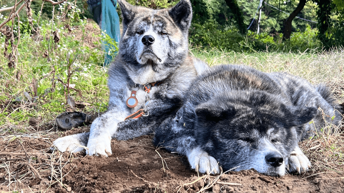 秋田犬の元気いっぱいな元保護犬! お利口さんな2匹が可愛すぎるとSNSで話題に!