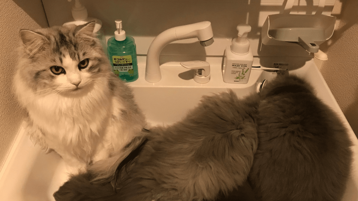 洗面台にネコが詰まった!? さすがネコ。きっちりキレイに詰まりましたよ。