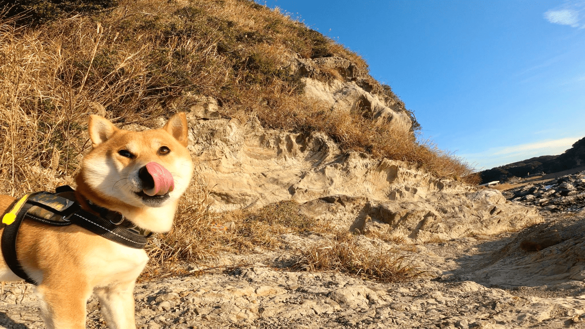 「コレ見たら疲れも吹き飛ぶ!?」 三浦半島の大自然の中で暮らす「柴犬こむぎくん」とご主人の愉快な日常を紹介!!