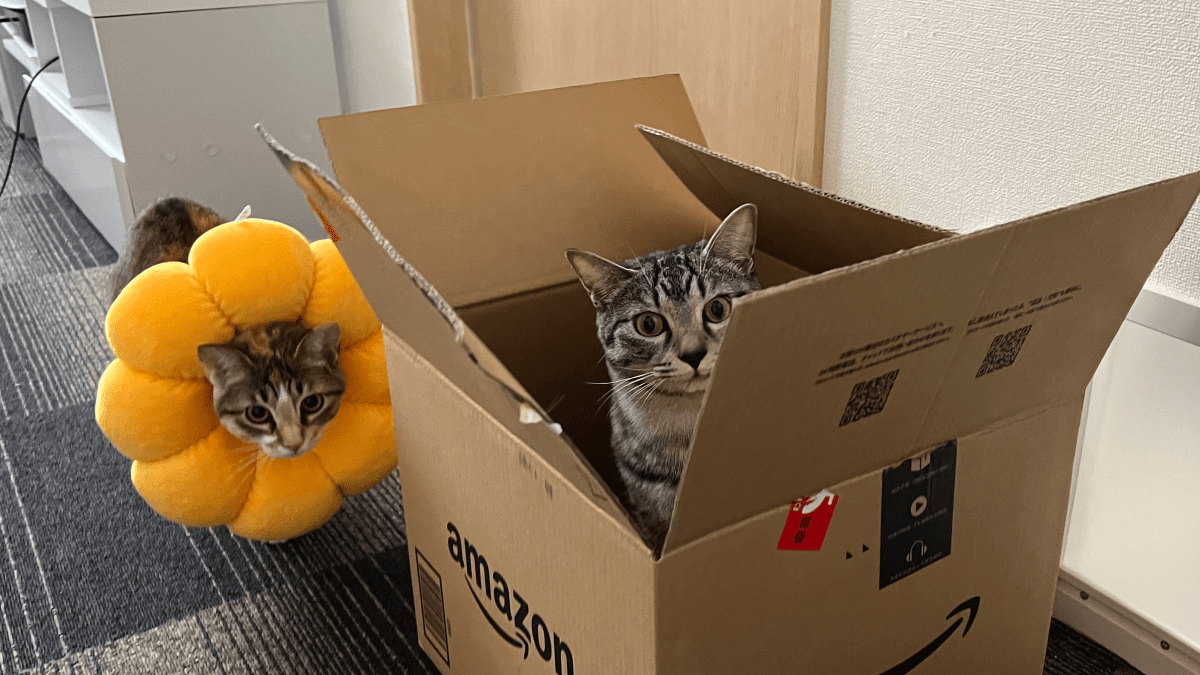 返品できない? Amazonとのやりとりが「面白い!」「最高!!」と話題の甘えん坊なネコちゃん2匹をご紹介