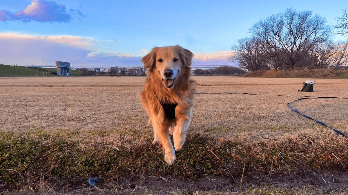 犬「僕も家族と一緒に初詣へ…!」 ゴールデンレトリバーってこんな愛嬌たっぷり!?