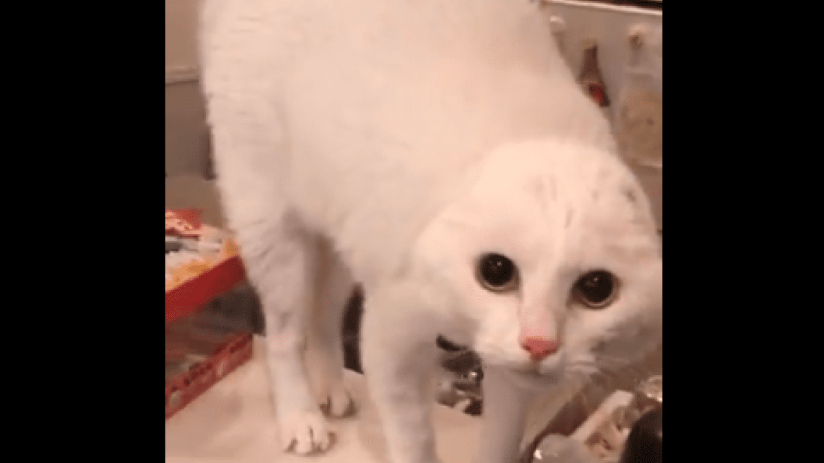 Twitterの「キレカワ猫大会」でバズった白猫のハク様に「耳はどこ」「まるでおにぎり」「猫……⁉ 」とファンも爆笑ｗ