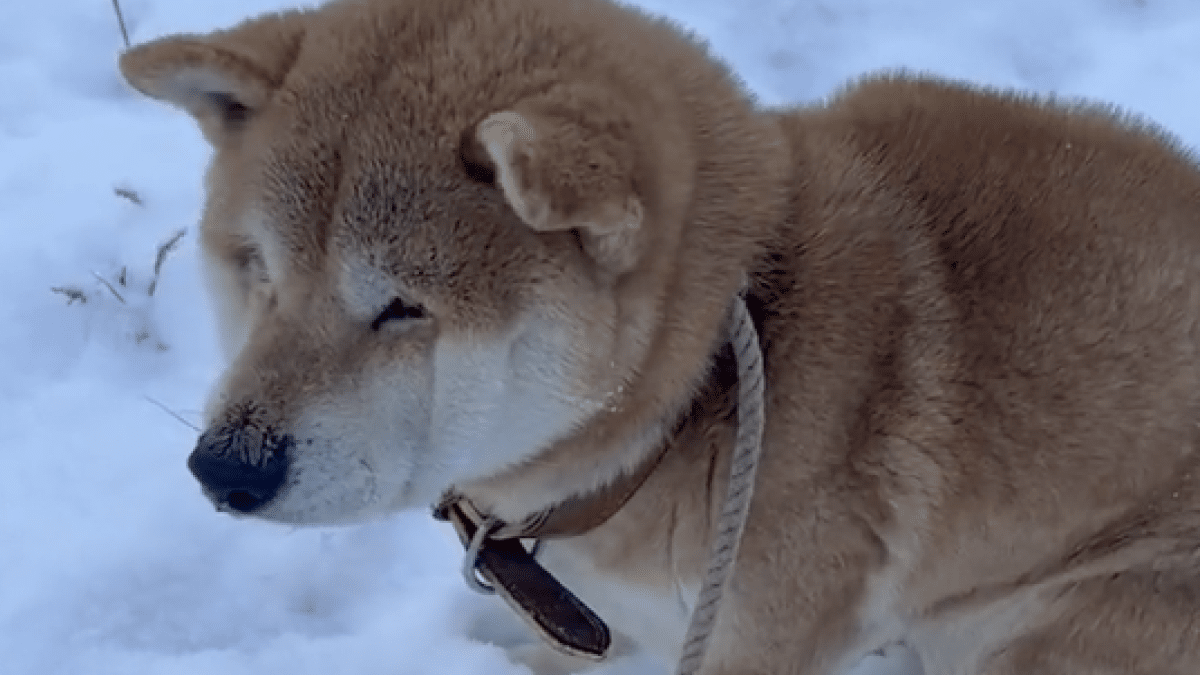 犬「さ、ささ寒い…」 お散歩を断念するワンちゃんに雪に震えるワンちゃんたち続出!?