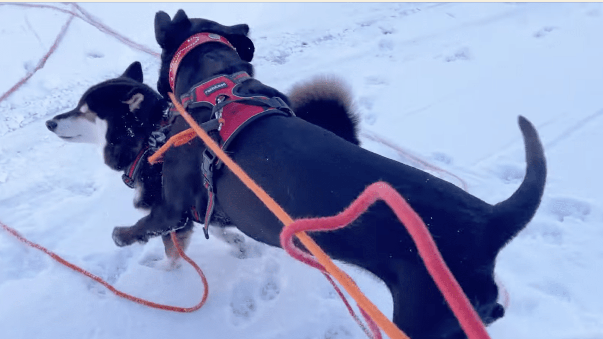 犬は喜び庭駆け回る⁉︎ 雪に大喜びの柴犬とラブラドールレトリバーが最高に可愛い‼︎