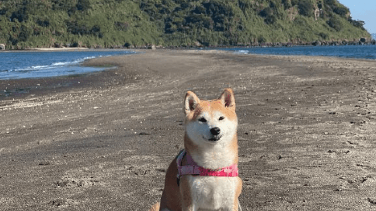 お散歩中に無人島へ続く謎の道を発見!? 柴犬と黒猫たちのほのぼのライフが癒されるとSNSで話題に!!